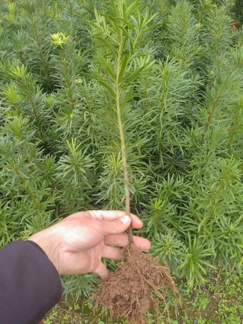 罗汉松苗松树苗基地发货一手货源批发，支持技术，包邮。