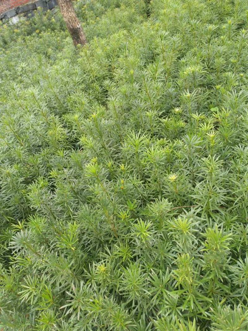 罗汉松苗松树苗基地发货一手货源批发，支持技术，包邮。