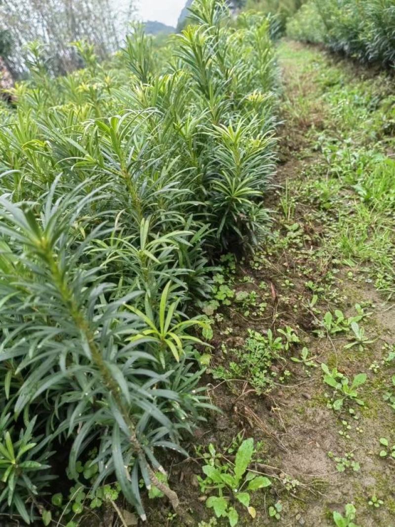 罗汉松苗松树苗基地发货一手货源批发，支持技术，包邮。