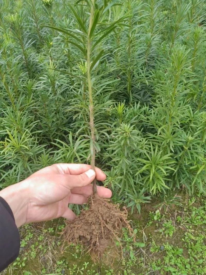 罗汉松苗松树苗基地发货一手货源批发，支持技术，包邮。