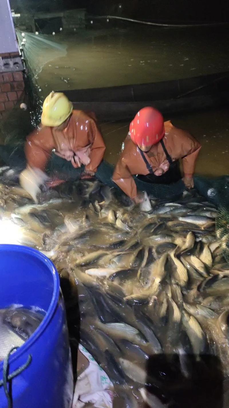 大量供应各种规格鲤鱼苗。养殖场直供包成活，供应全国市场