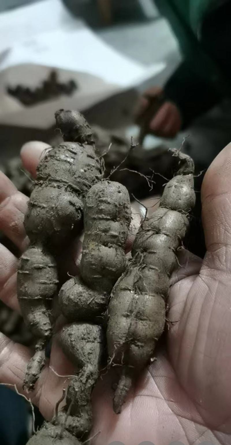 种植三年三叶青