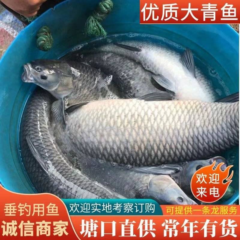 百万斤青鱼5-12斤、长期供应。全国各地配送欢迎咨询