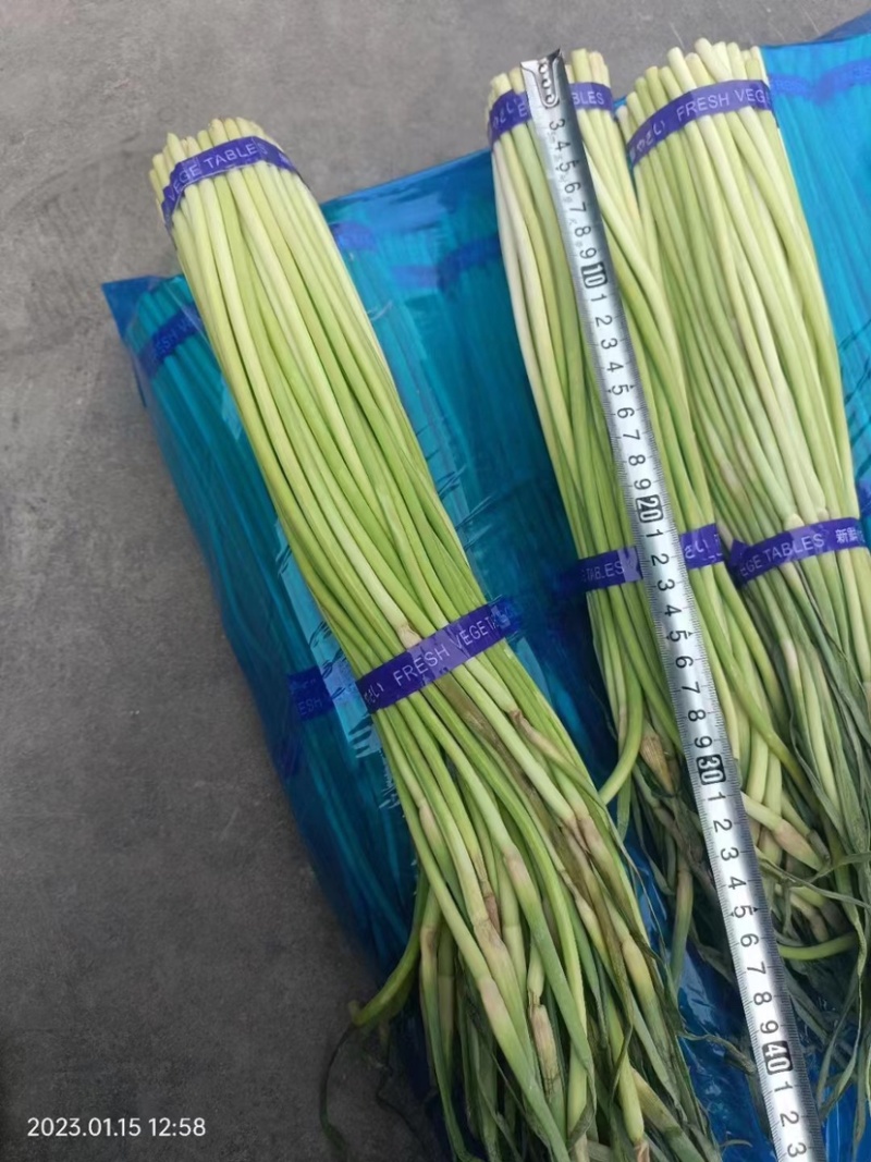 红帽蒜苔，精品蒜薹，全国发货，量大从优欢迎致电