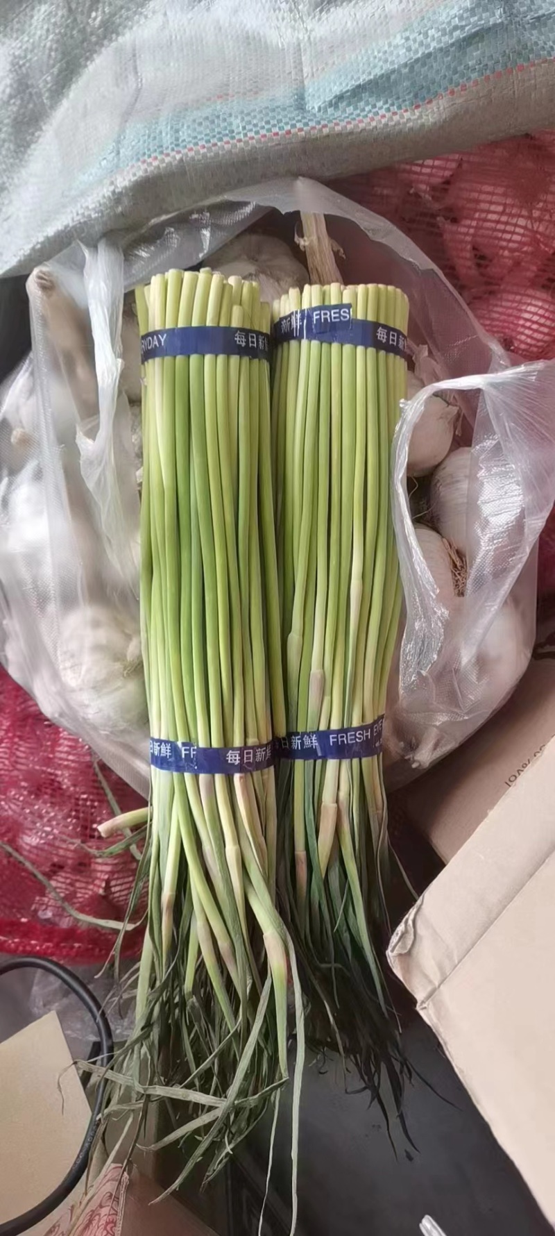 红帽蒜苔，精品蒜薹，全国发货，量大从优欢迎致电