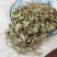积雪草干货积雪草冷背中药材欢迎选购！