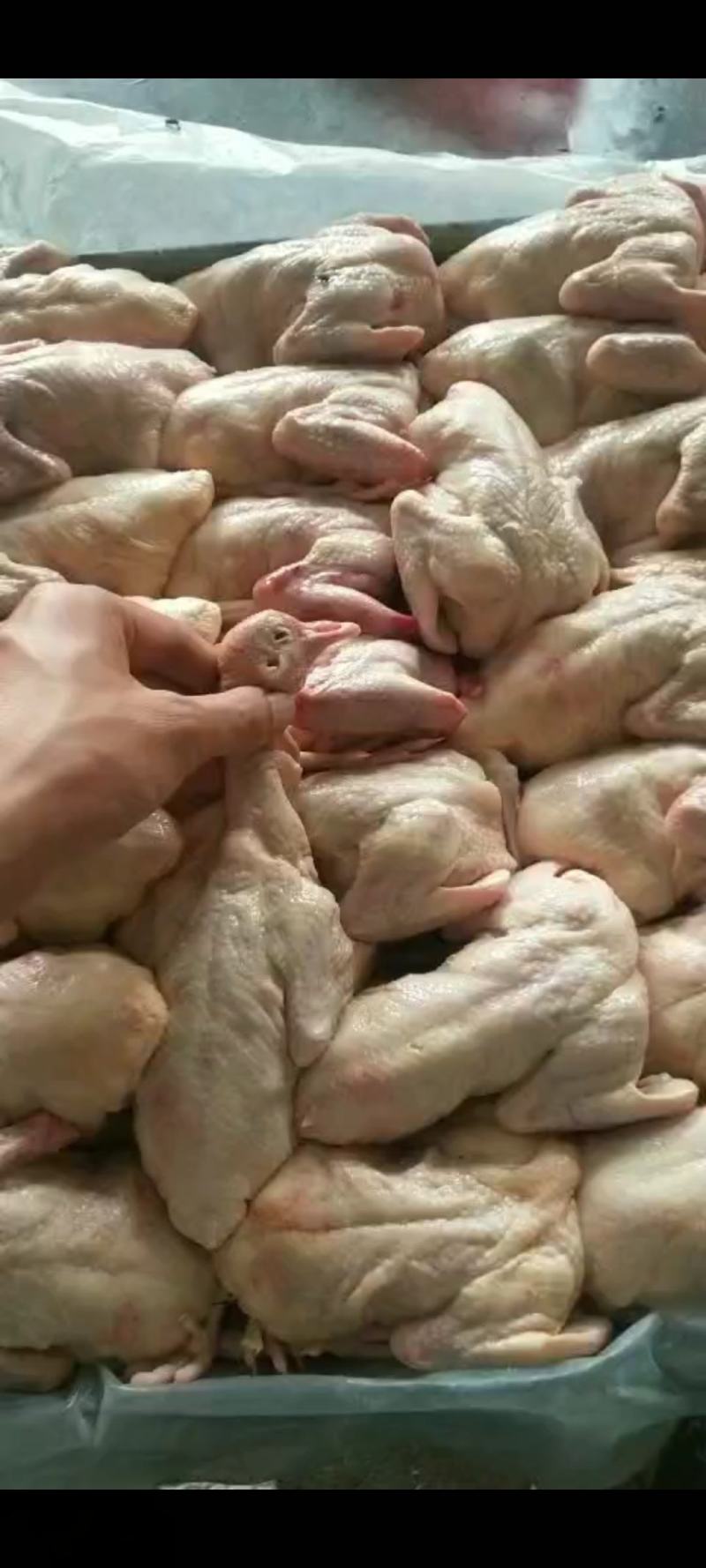 乳鸽白条鸽老鸽子工厂发货稳定供应欢迎咨询