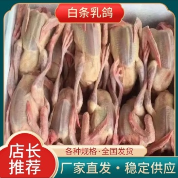 乳鸽白条鸽老鸽子工厂发货稳定供应欢迎咨询