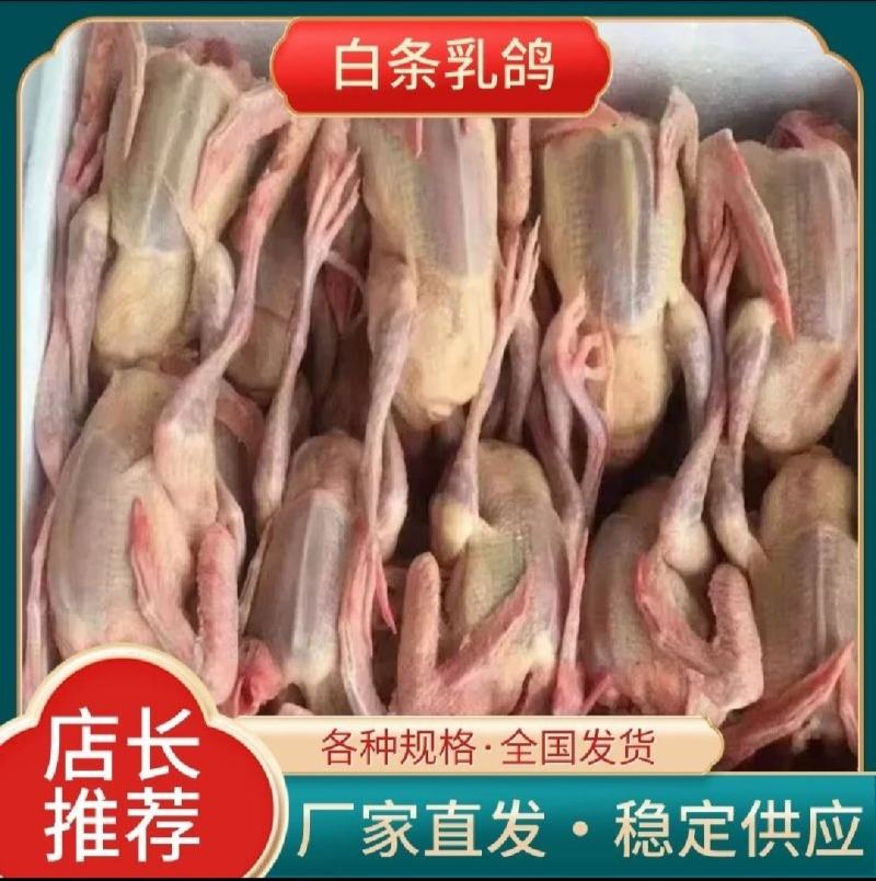 乳鸽白条鸽老鸽子工厂发货稳定供应欢迎咨询