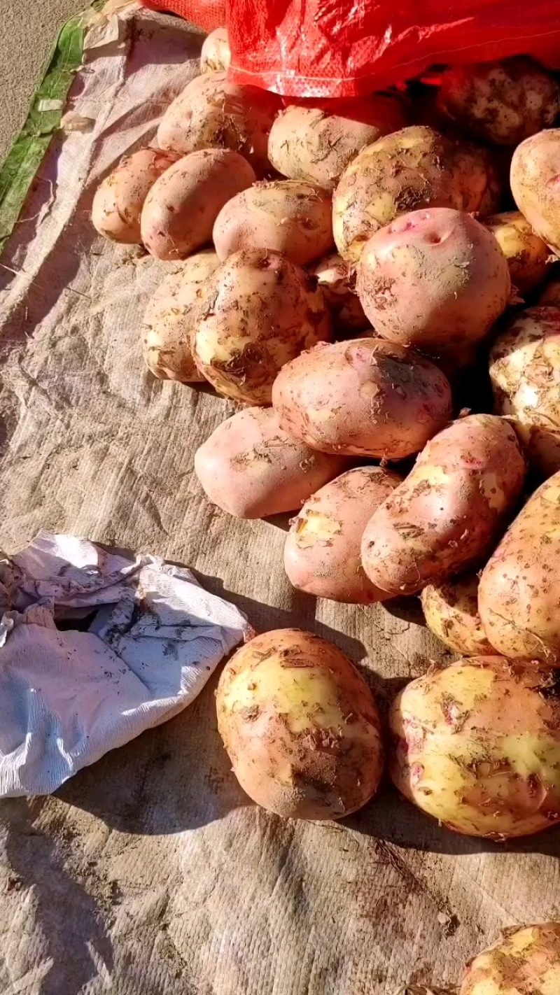 云南土豆，黄心土豆，土豆黄心小土豆好货全国支持专车