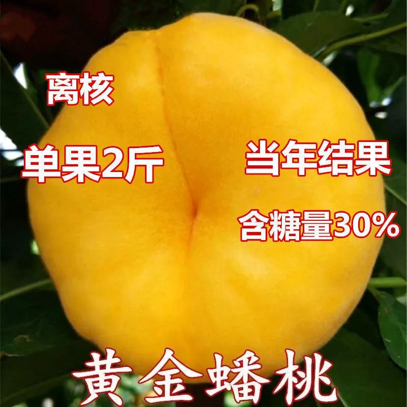 黄桃树苗，黄桃基地，各种黄桃树苗品种保证，欢迎来电咨询，