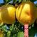 黄桃树苗，黄桃基地，各种黄桃树苗品种保证，欢迎来电咨询，