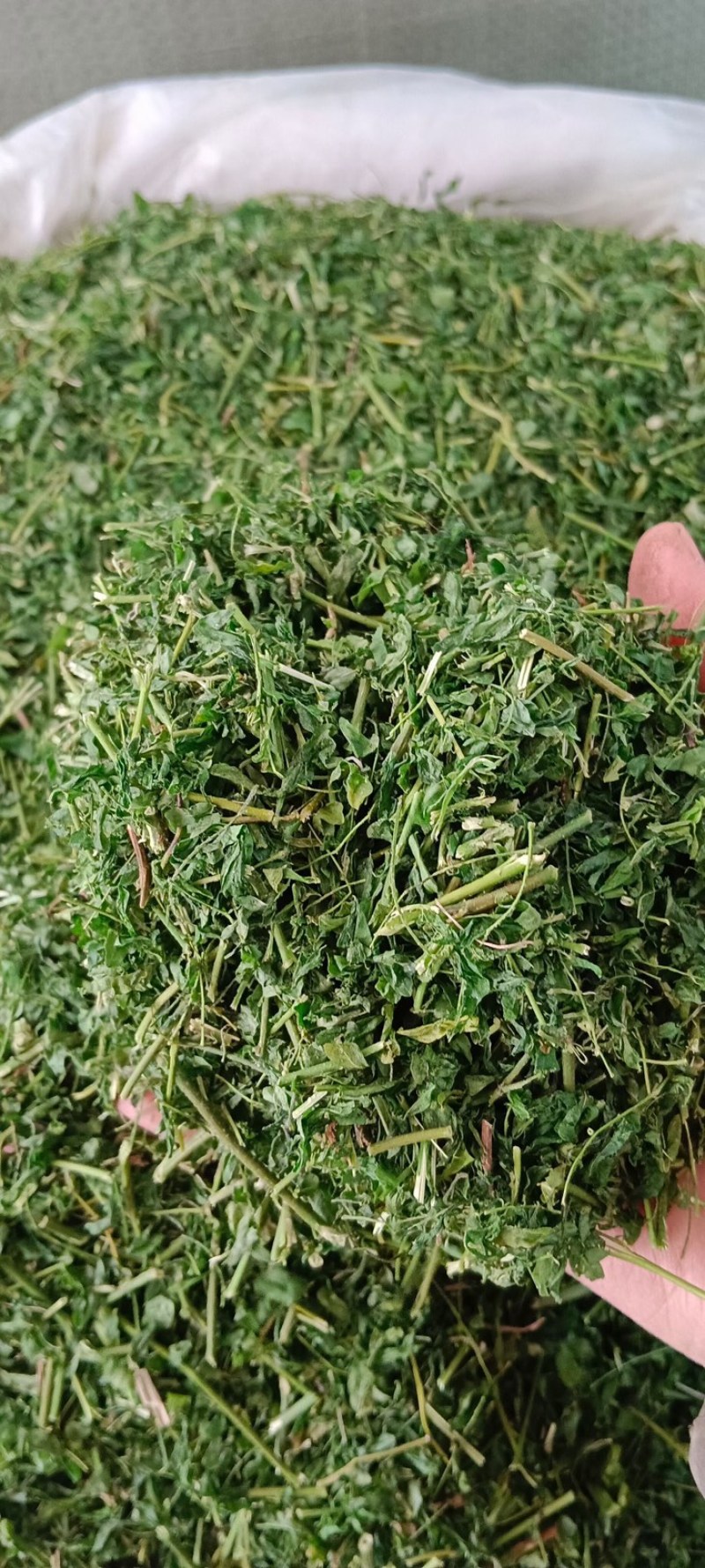 相思茶。相思叶