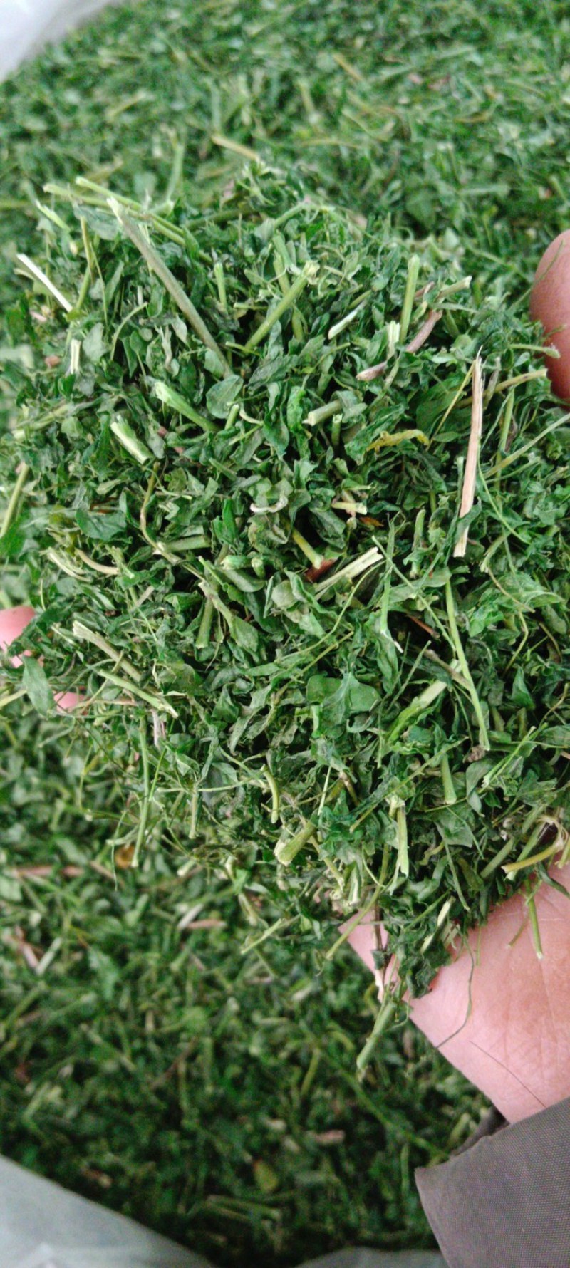 相思茶。相思叶
