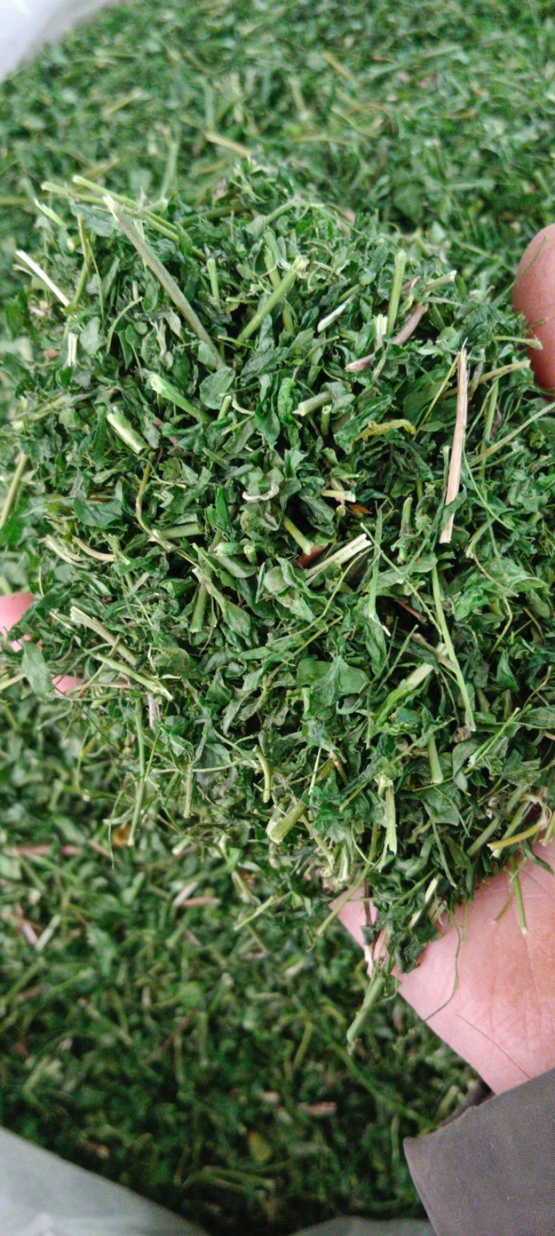 相思茶。相思叶