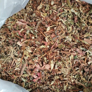 元宝草干货元宝草中药材欢迎选购！量大从优！