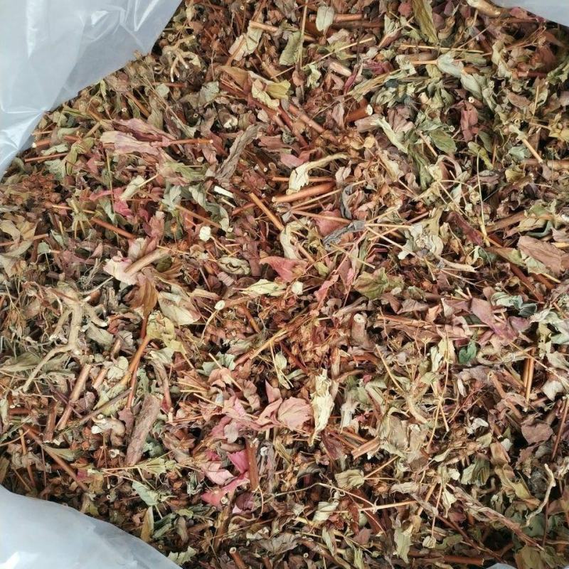 元宝草干货元宝草中药材欢迎选购！量大从优！