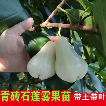 新品种青砖石莲雾苗正品嫁接苗矮化优质苗盆栽地栽四季挂果
