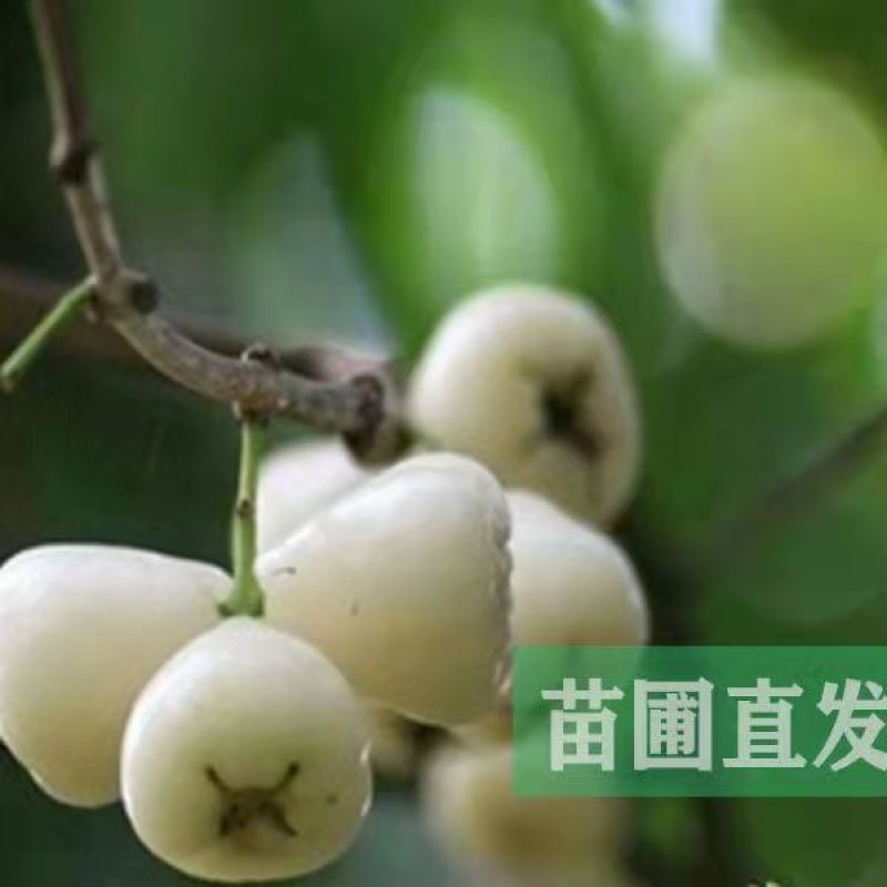 新品种青砖石莲雾苗正品嫁接苗矮化优质苗盆栽地栽四季挂果