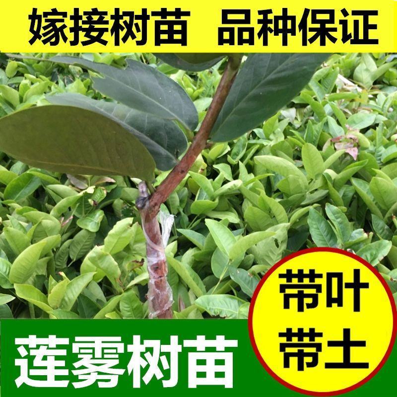 新品种青砖石莲雾苗正品嫁接苗矮化优质苗盆栽地栽四季挂果