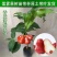 新品种青砖石莲雾苗正品嫁接苗矮化优质苗盆栽地栽四季挂果