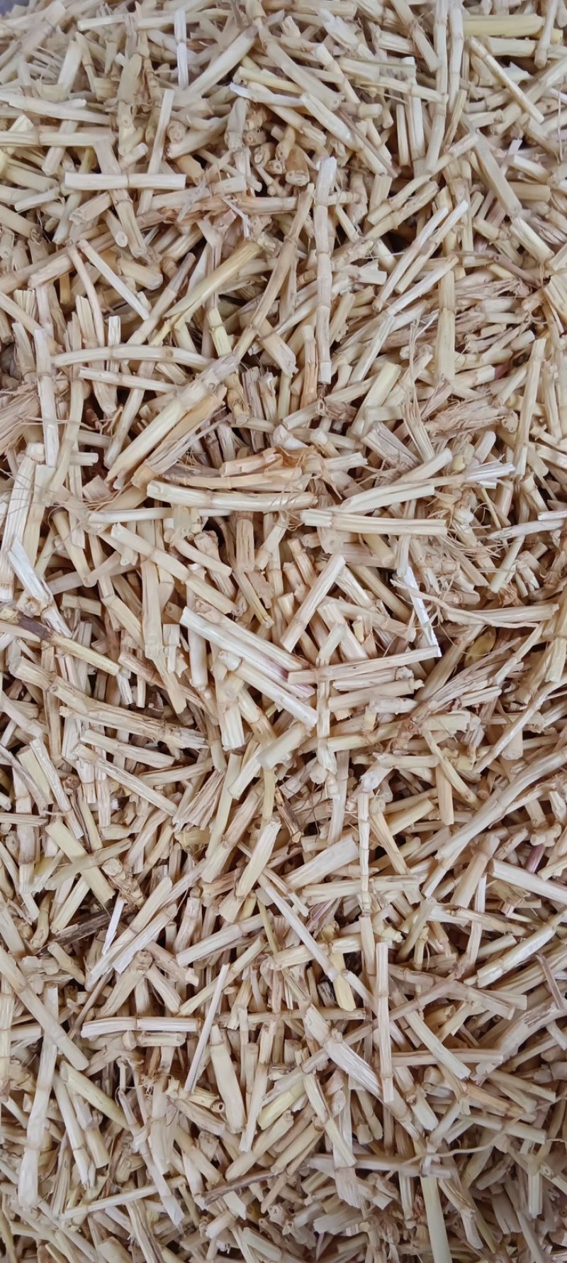白茅根