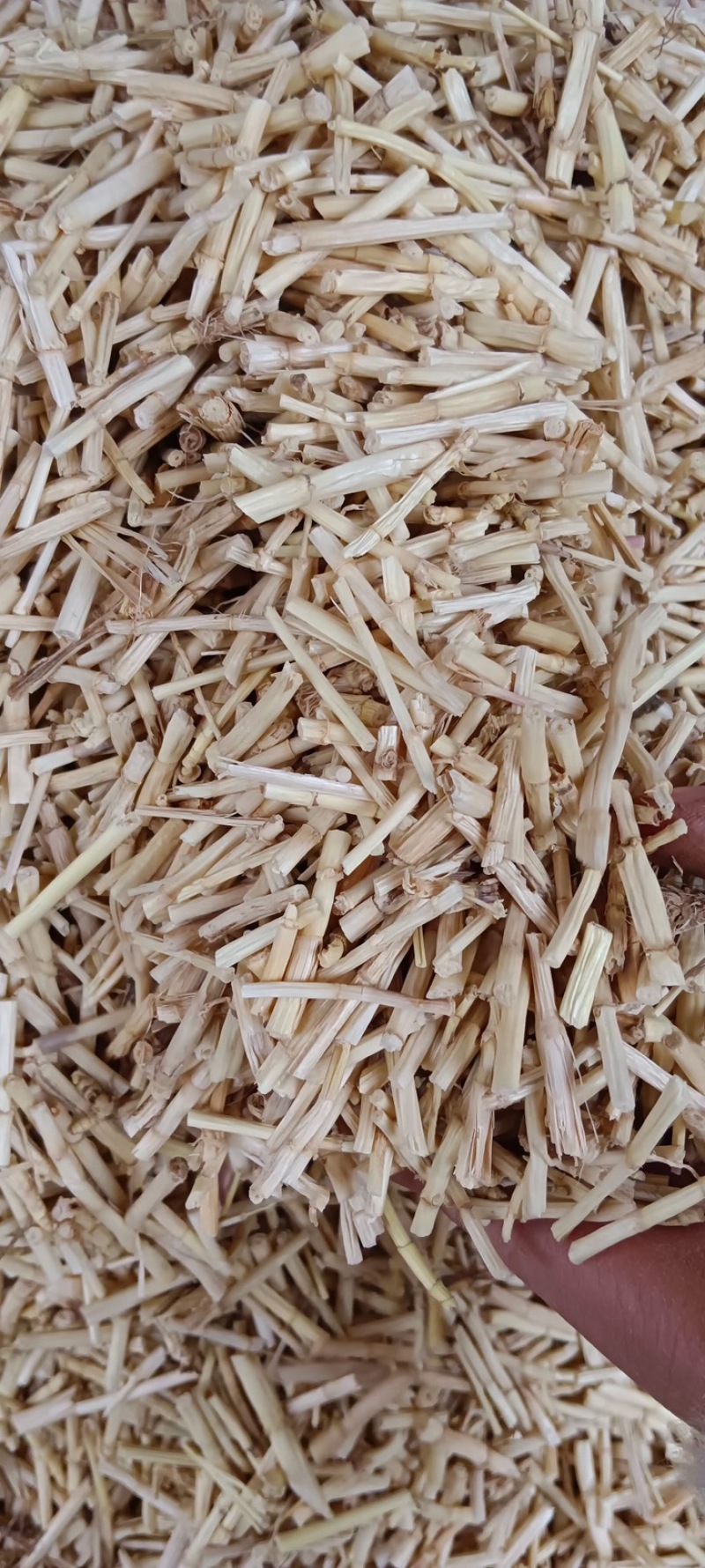 白茅根