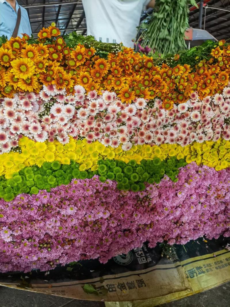 小菊