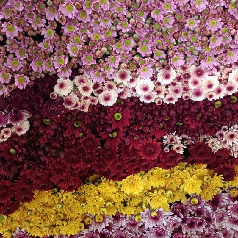 小菊