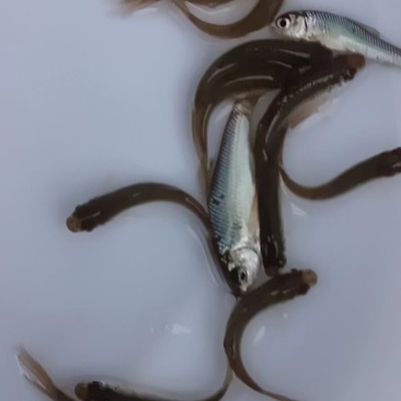 营养丰富鲮鱼苗现货秒发随时可聊