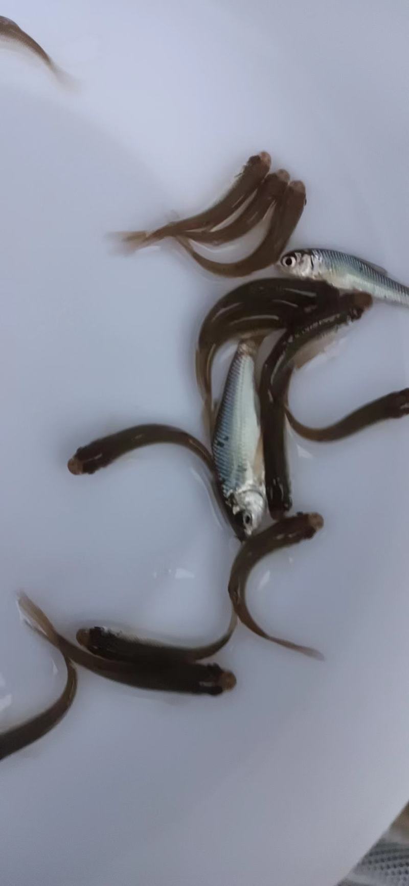营养丰富鲮鱼苗现货秒发随时可聊