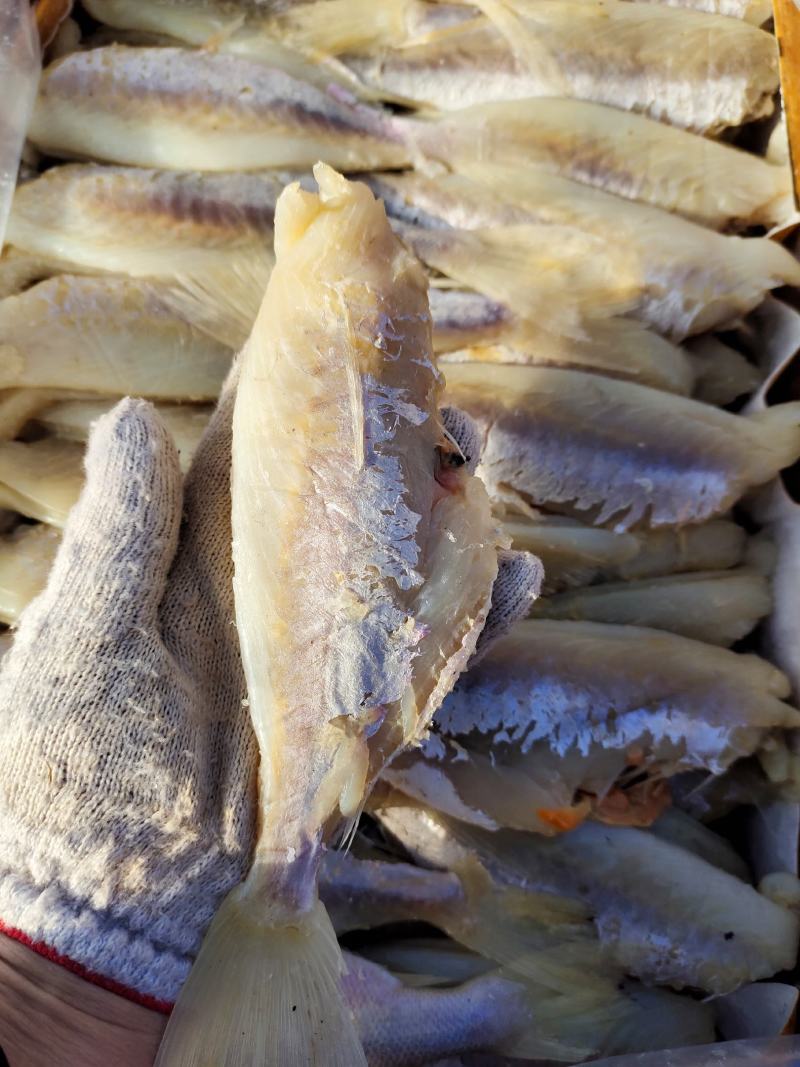 麦香鱼干去头去皮去内脏！腌制咸鱼干！大量现货供应