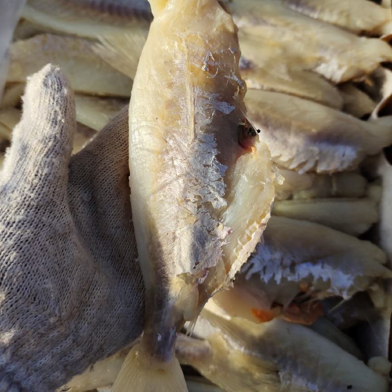 麦香鱼干去头去皮去内脏！腌制咸鱼干！大量现货供应