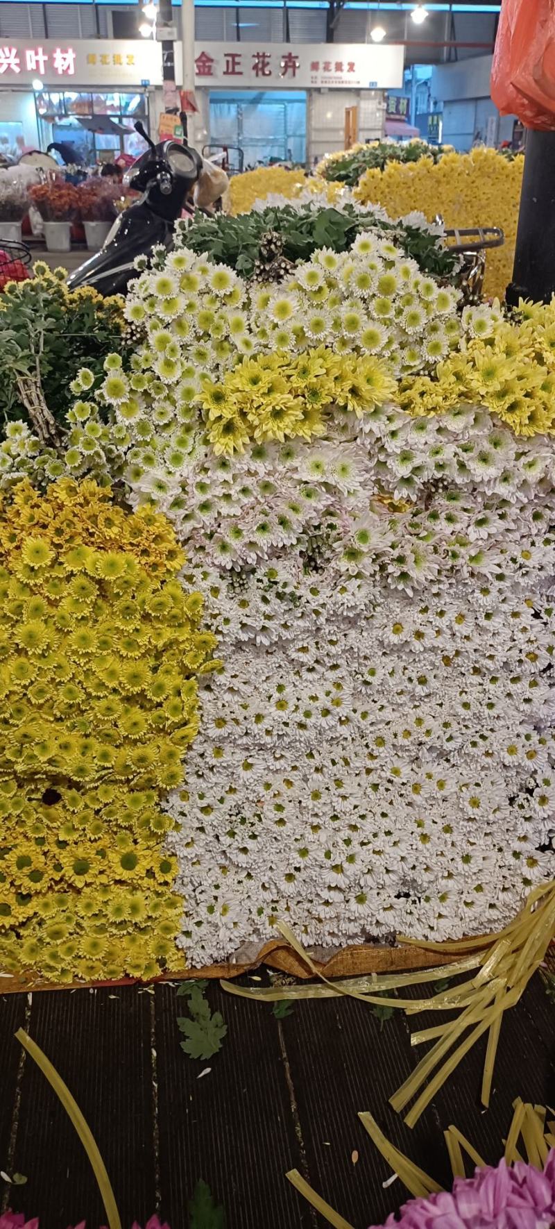 小菊