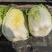 大娃娃菜