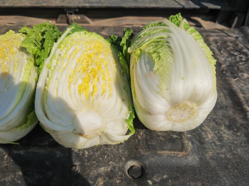 大娃娃菜