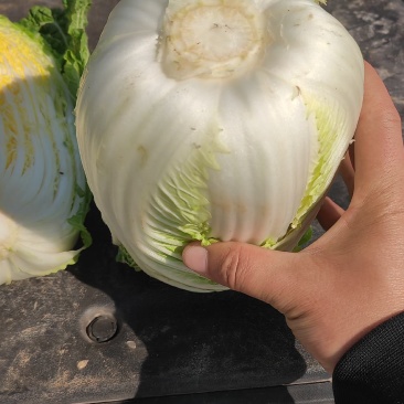 大娃娃菜