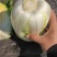 大娃娃菜