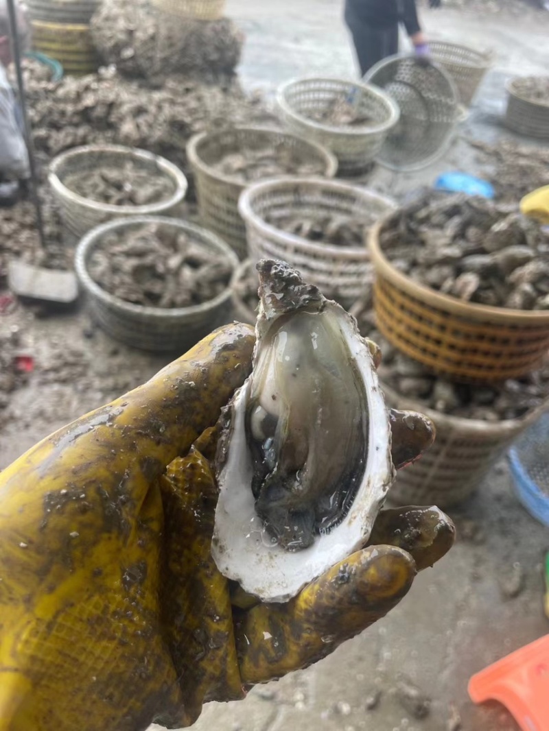 南澳生蚝肥款
