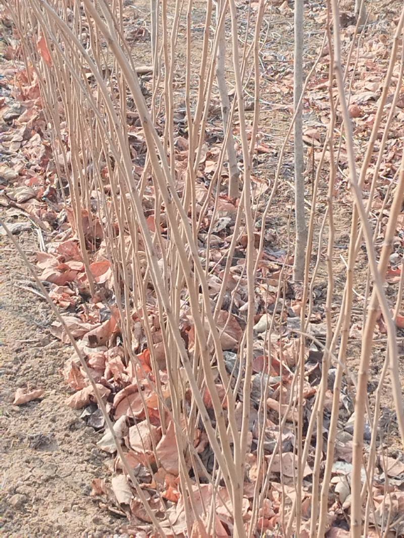 紫荆小苗基地各种规格欢迎来电实地考察