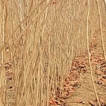 紫荆小苗基地各种规格欢迎来电实地考察