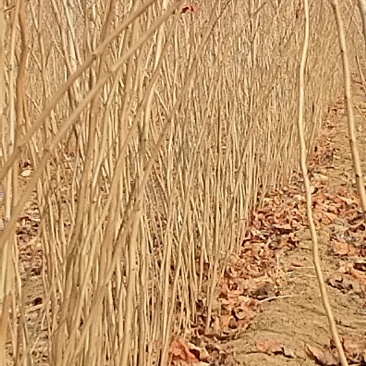 紫荆小苗基地各种规格欢迎来电实地考察