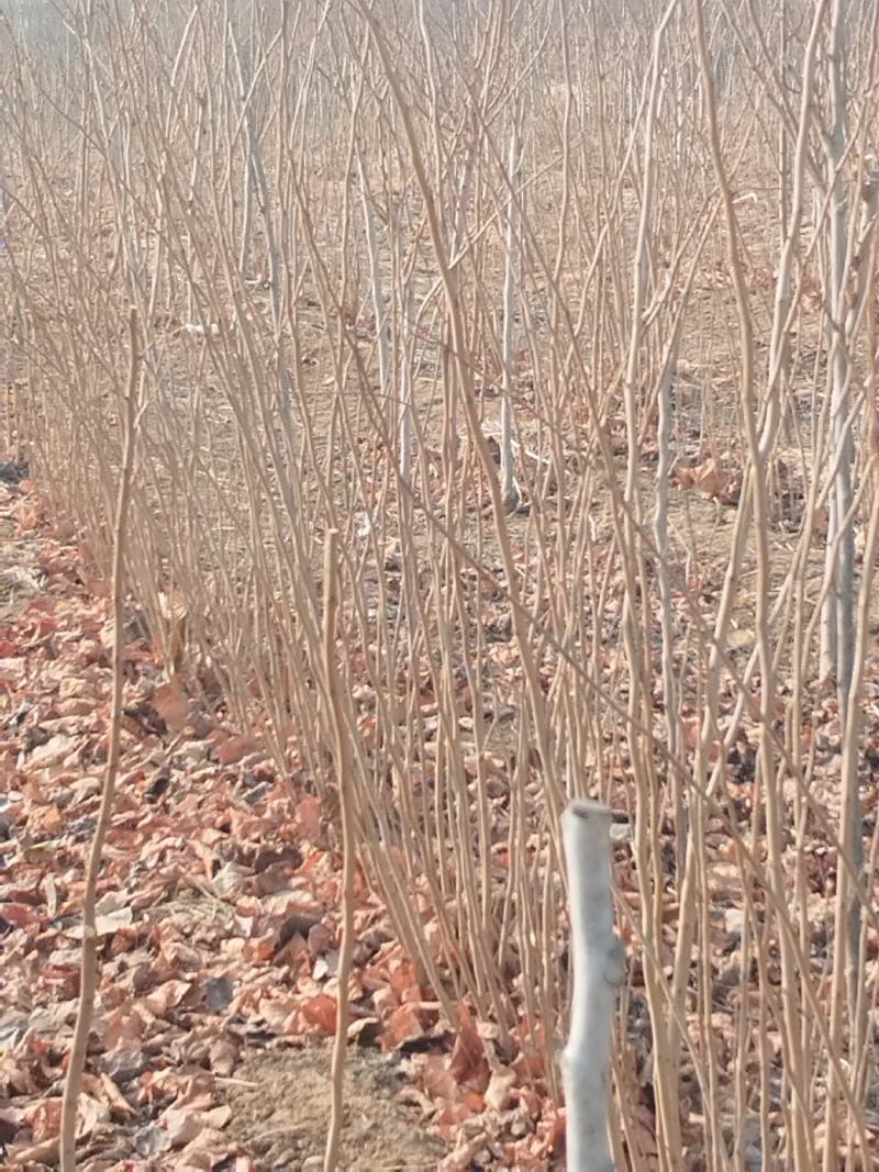 紫荆小苗基地各种规格欢迎来电实地考察