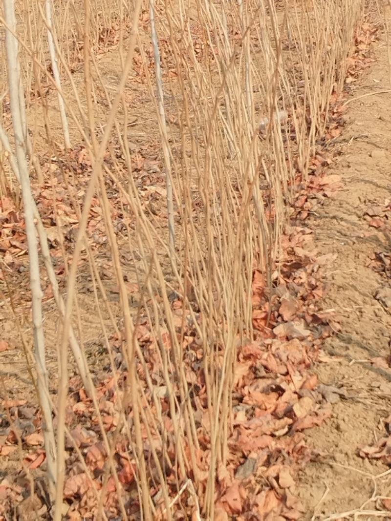 紫荆小苗基地各种规格欢迎来电实地考察