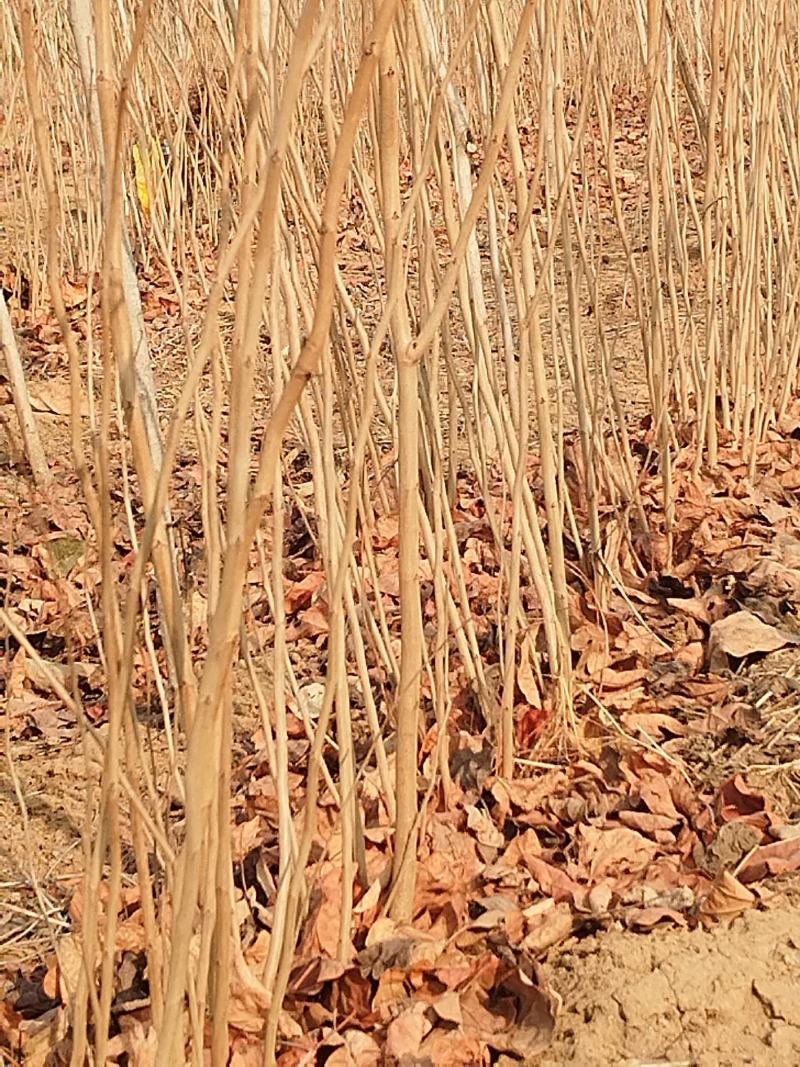 紫荆小苗基地各种规格欢迎来电实地考察