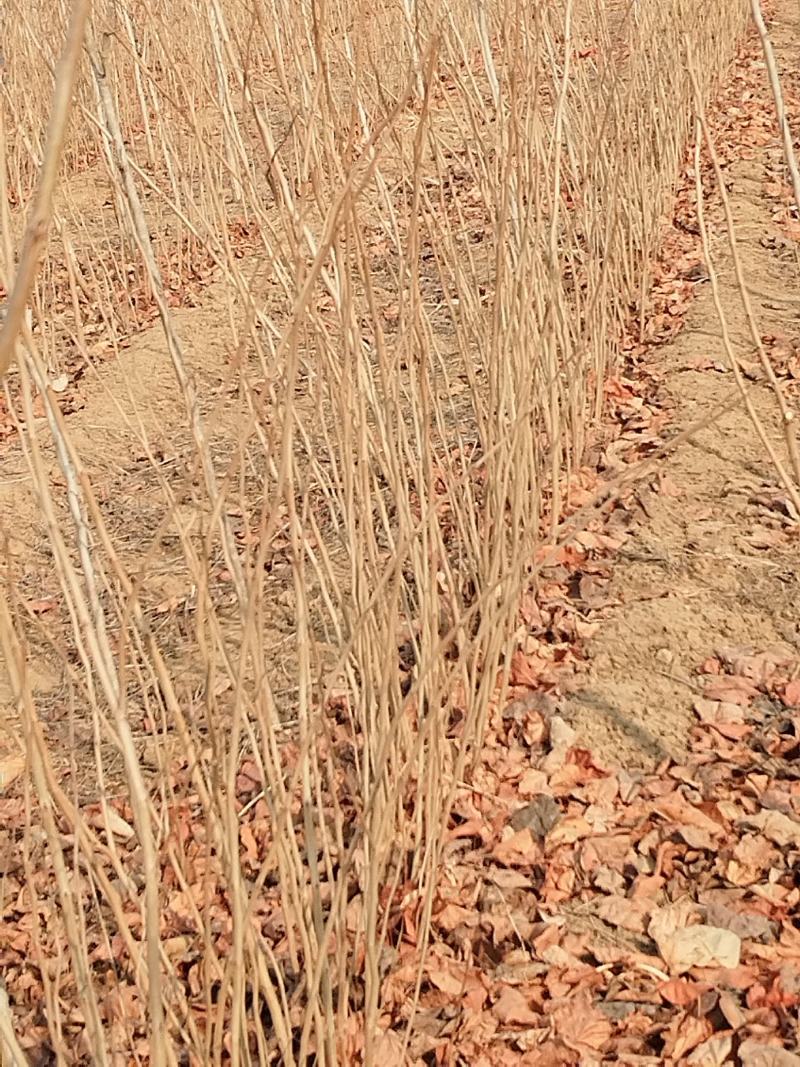 紫荆小苗基地各种规格欢迎来电实地考察