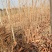 紫荆小苗基地各种规格欢迎来电实地考察
