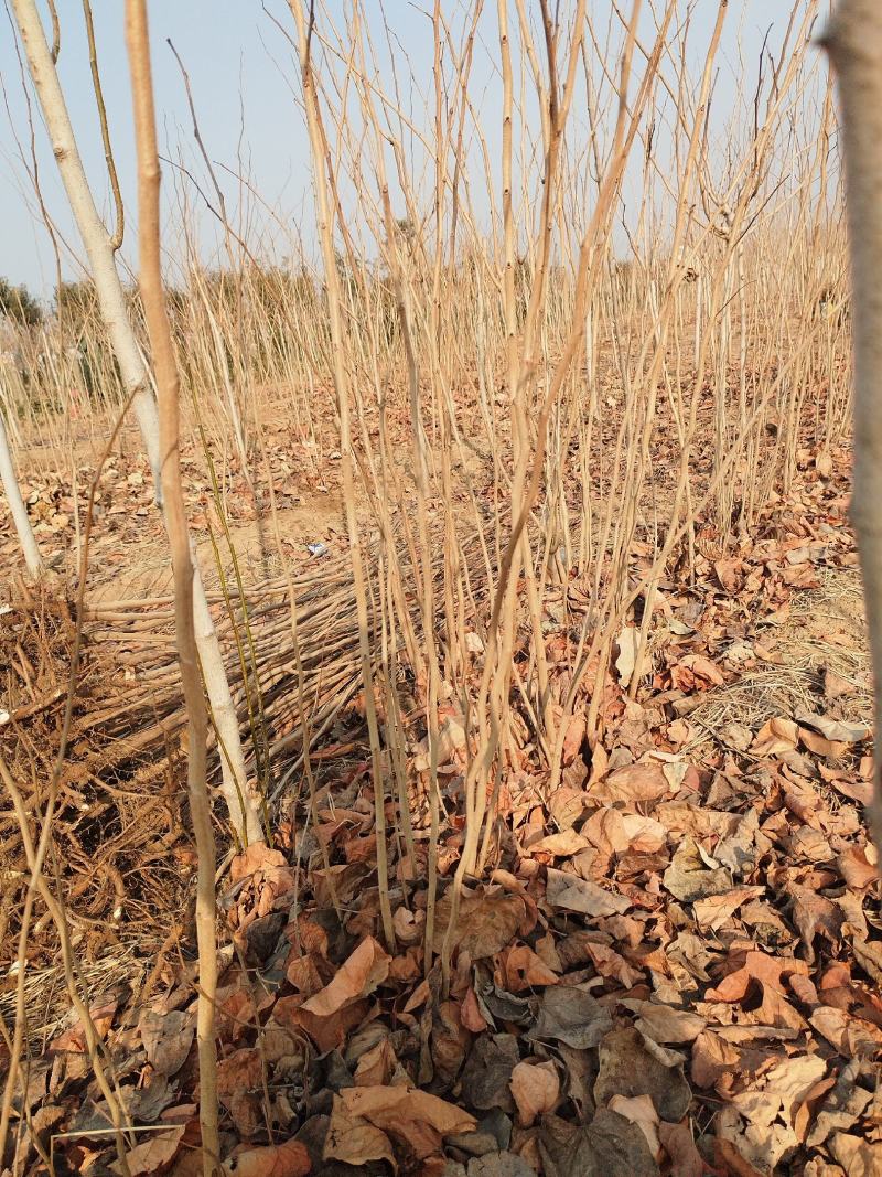 紫荆小苗基地各种规格欢迎来电实地考察