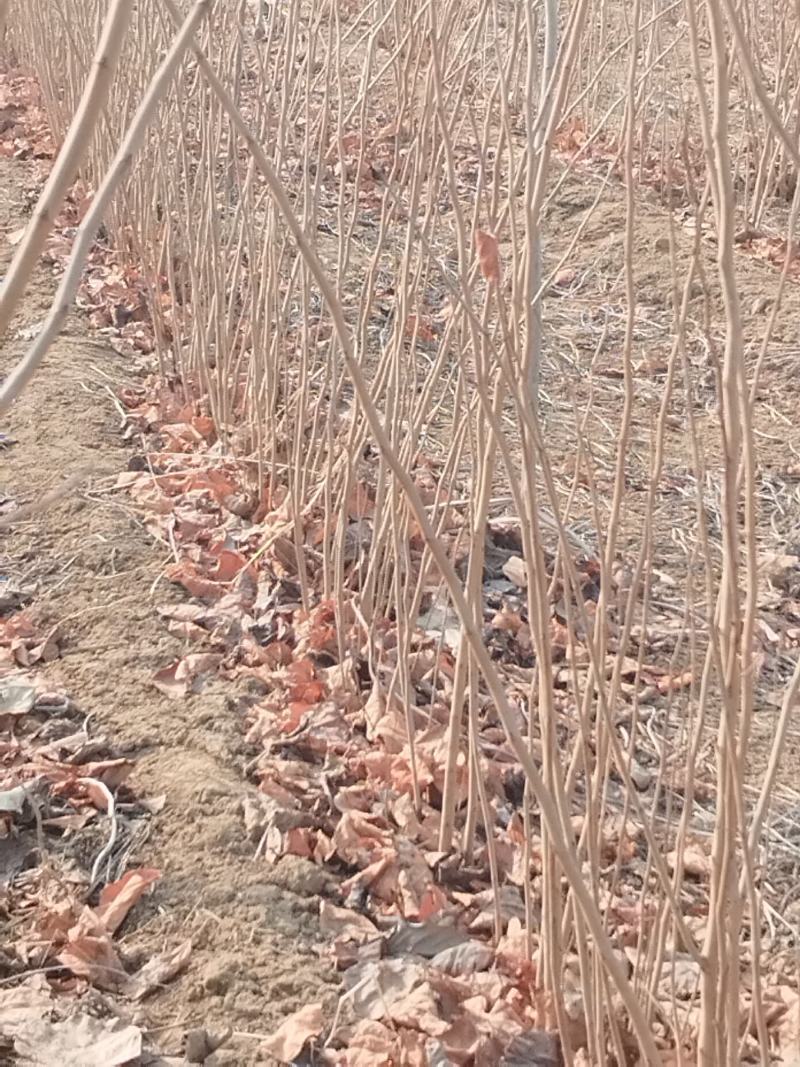 紫荆小苗基地各种规格欢迎来电实地考察