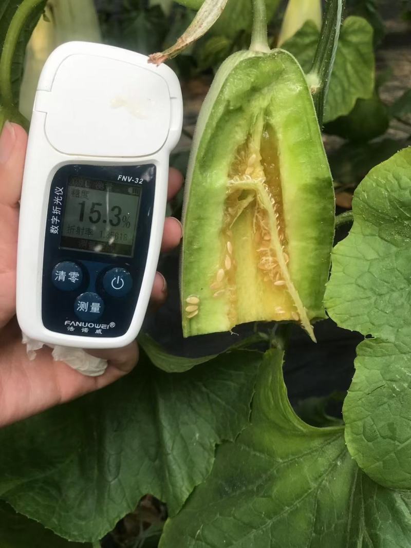 聊城莘县博洋61博洋9号甜瓜博洋甜瓜全国代办代发